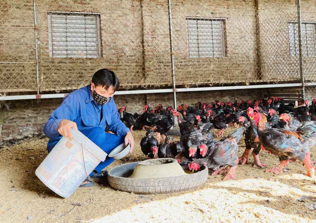   Earning more than half a billion VND per year from raising hybrid Dong Tao chickens