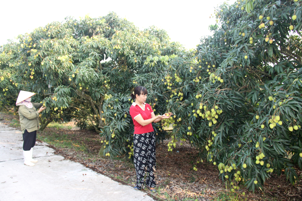   Prospects for a bumper season of Phu Cu early-ripening hybrid lychee