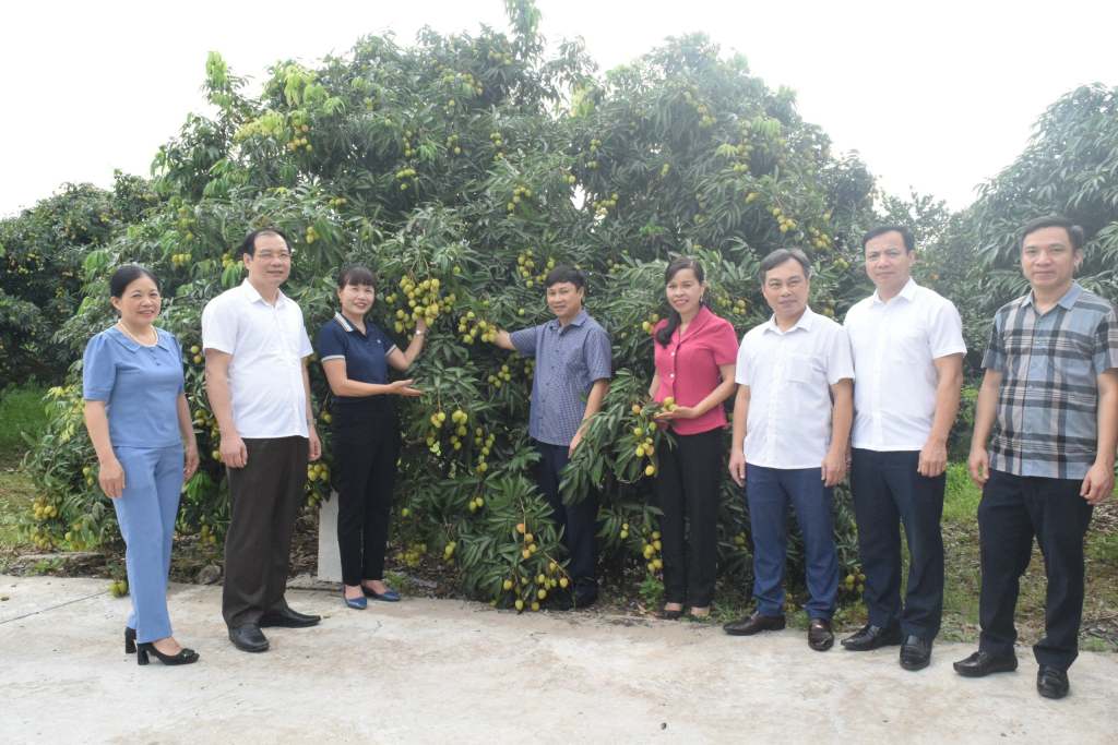   To connect the consumption for Phu Cu early-ripening hybrid lychees