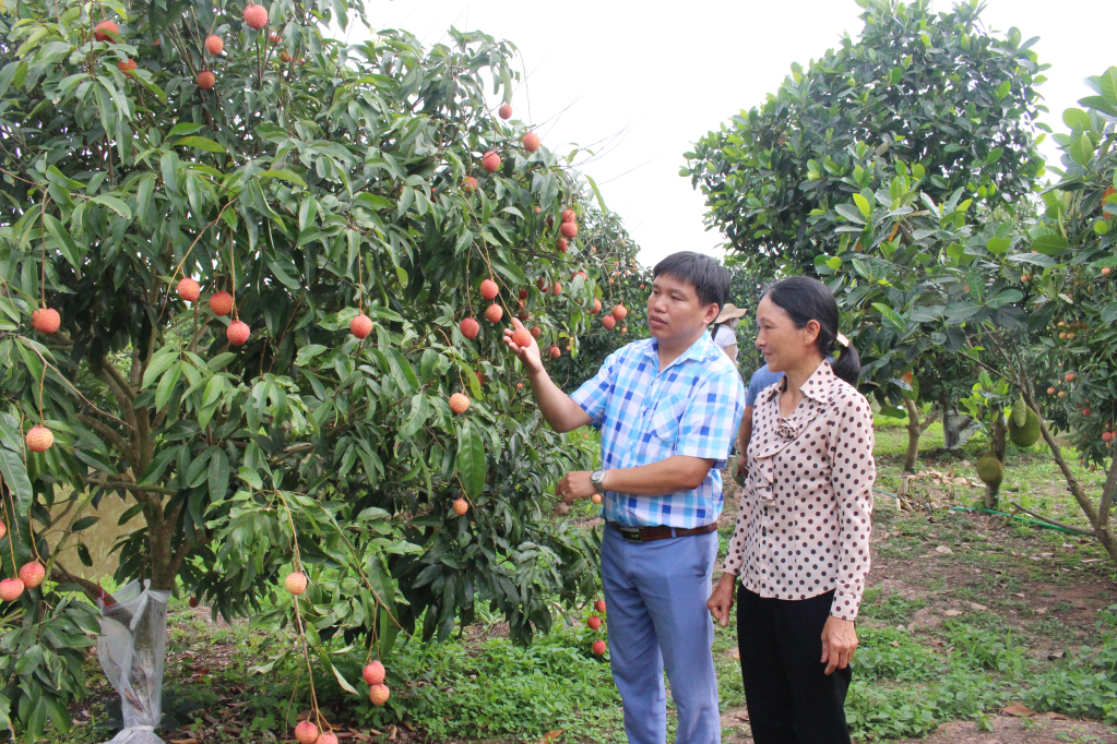   Expanding the area of ​​concentrated fruit tree plantation