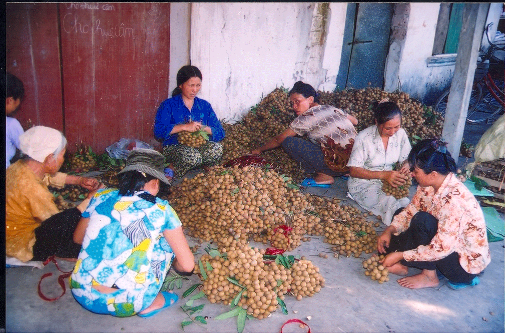   Hong Nam Dried Longan Trade Village