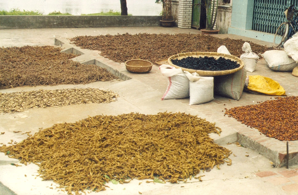   Nghia Trai Medicinal Tree Planting and Processing Trade Village